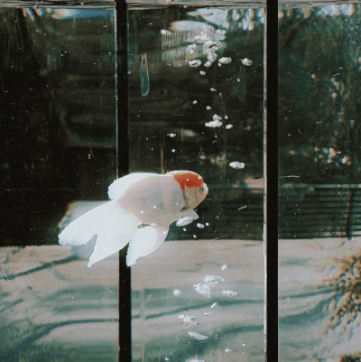 长风四起，我想退回二十岁的房间又放声哭泣。