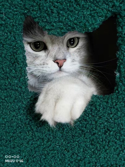 猫咪