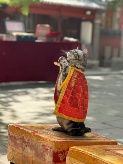 猫咪