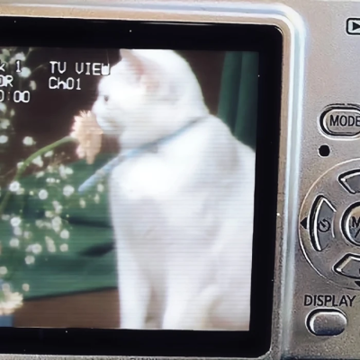 长风四起，我想退回二十岁的房间又放声哭泣。