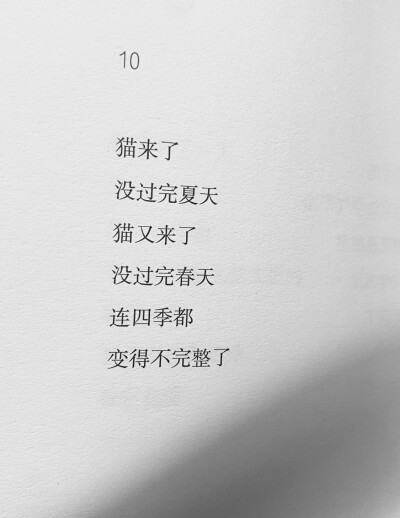 小猫小猫，摸你的时候你总扬起下巴，昏黄的路灯让你成为最柔软的反光体，眼睛眯起好像我就是你的阳光。可即使那晚的月亮很亮很亮，我还是看不清他眼里忽明忽暗的闪烁，是喜欢，是真诚，还是勉强。
