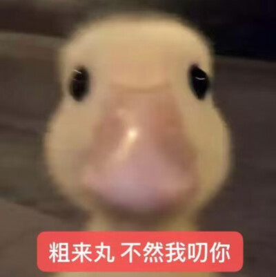 表情包