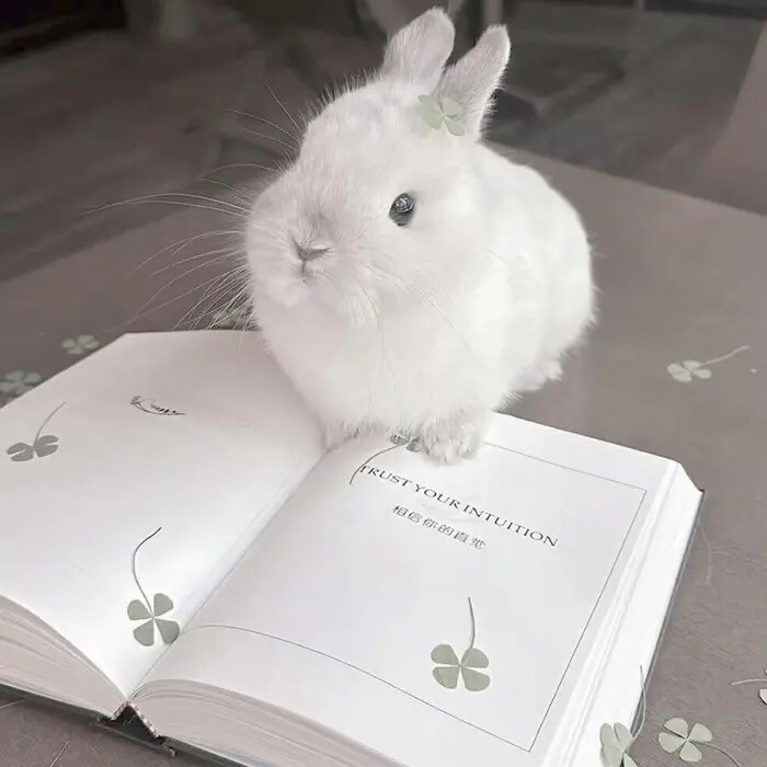 ''白檀_Perfume*木质桌...1995''