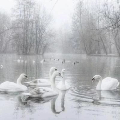 思念汇成一片海