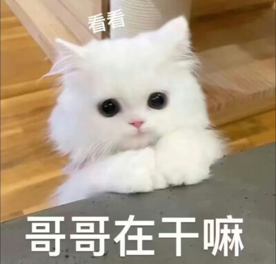 表情包