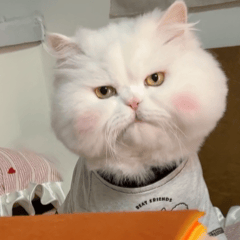  猫咪表情包