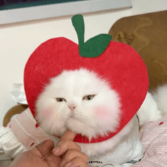 猫咪表情包
