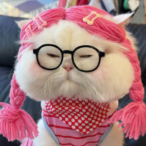 猫咪头像