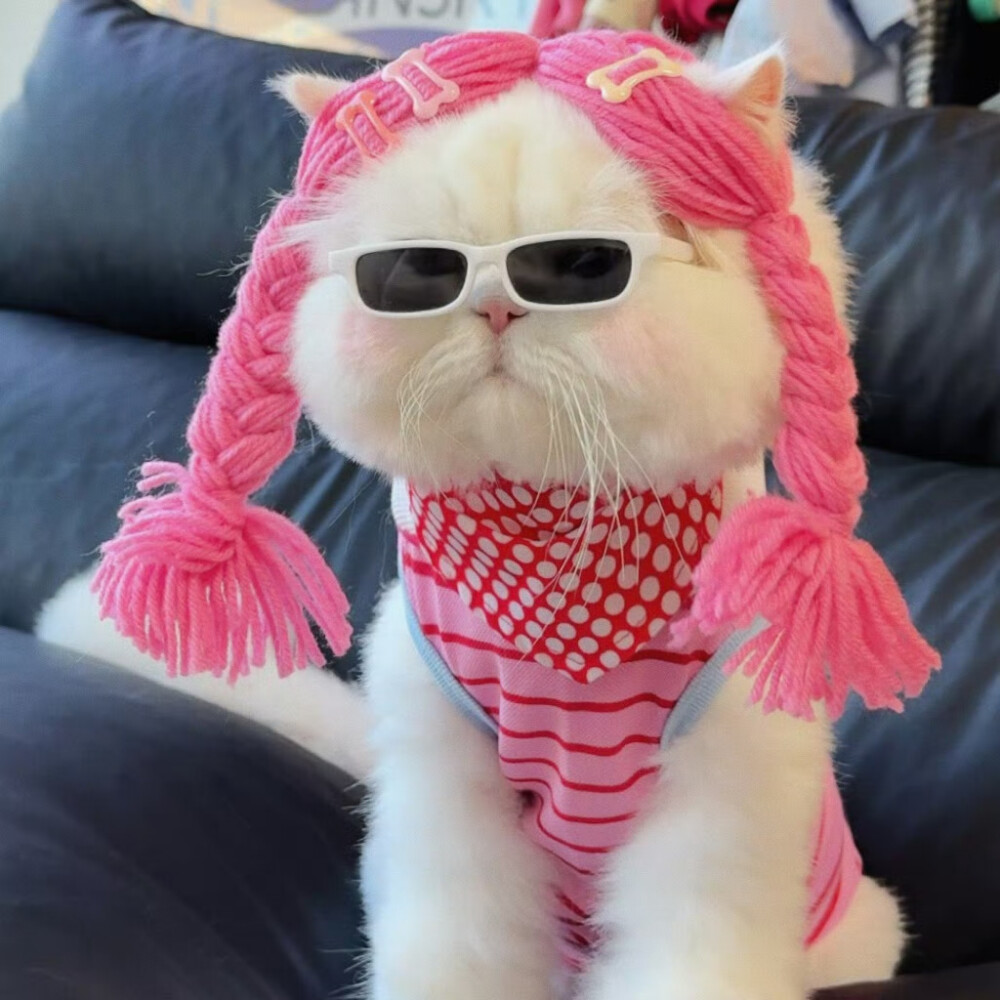 猫咪头像
