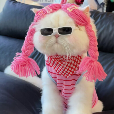 猫咪头像