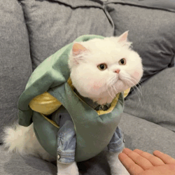 猫咪表情包
