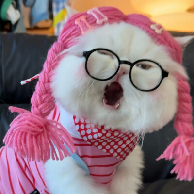 猫咪头像
