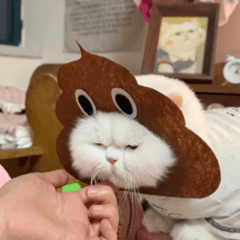 猫咪表情包
