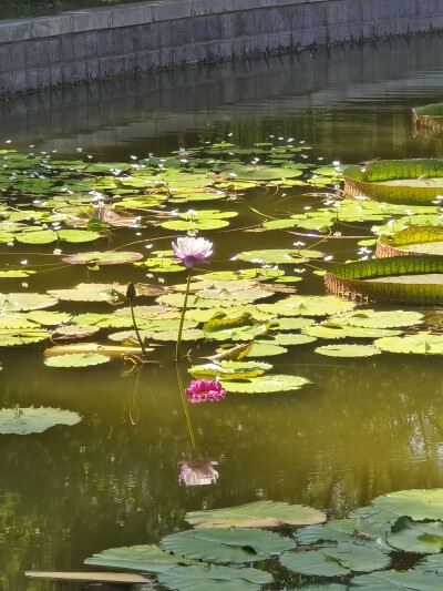 王莲（迎泽公园 8.13）