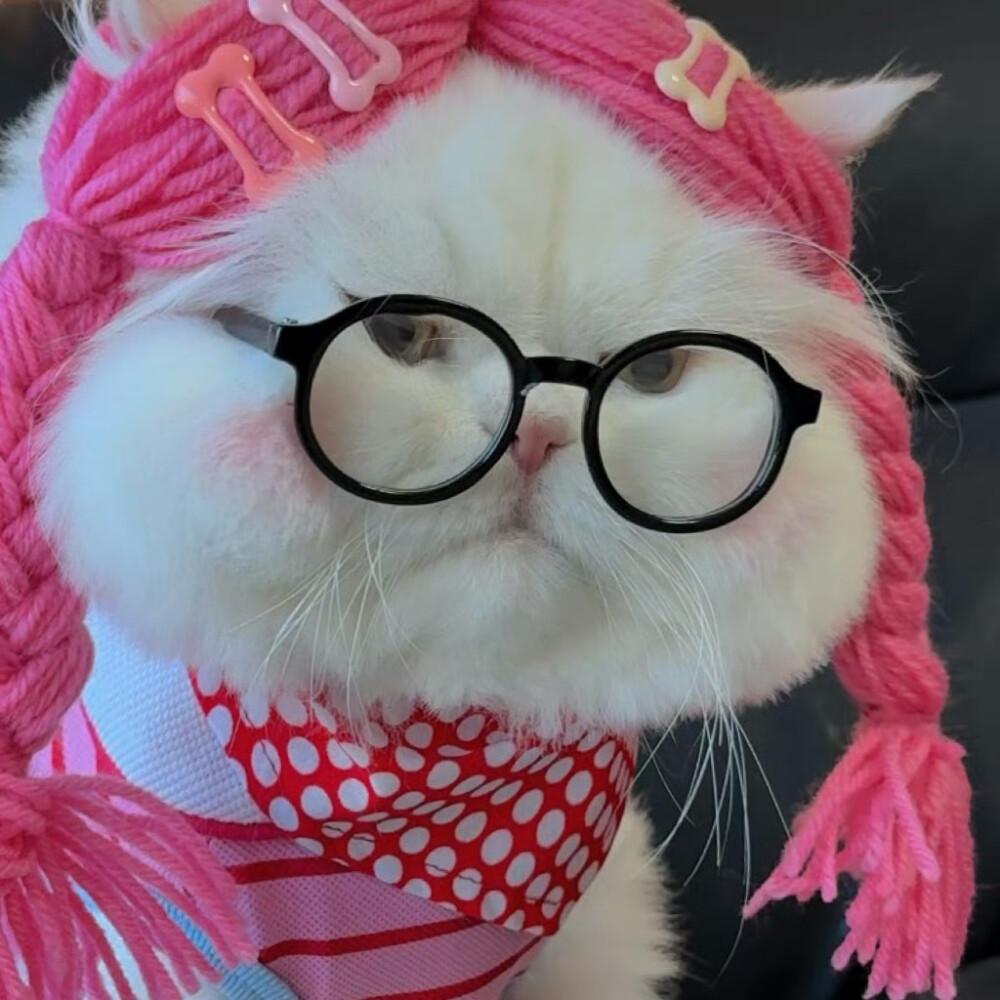 猫咪头像
