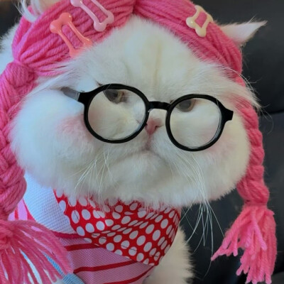 猫咪头像