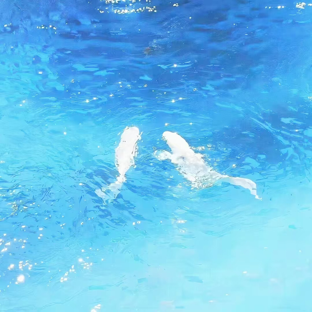 江芷宝宝送哒ヾ(@^▽^@)ノ 超级美！