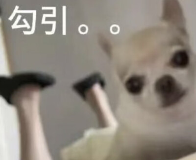 表情包