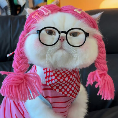 猫咪头像