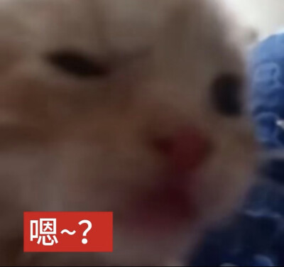 表情包