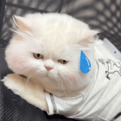 猫咪表情包

