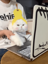 猫咪表情包
