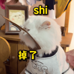 猫咪表情包
