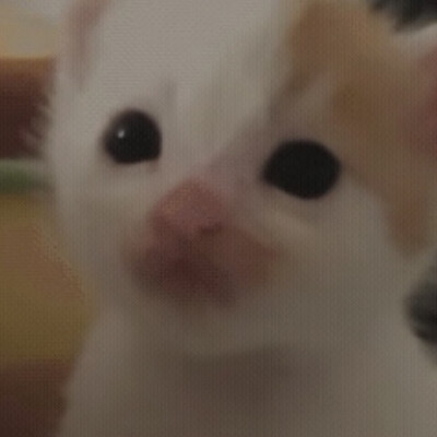 表情包
