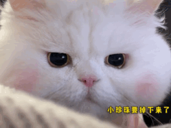 猫咪表情包
