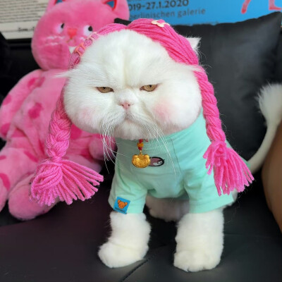 猫咪头像