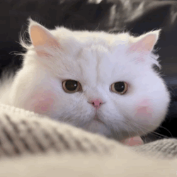 猫咪表情包
