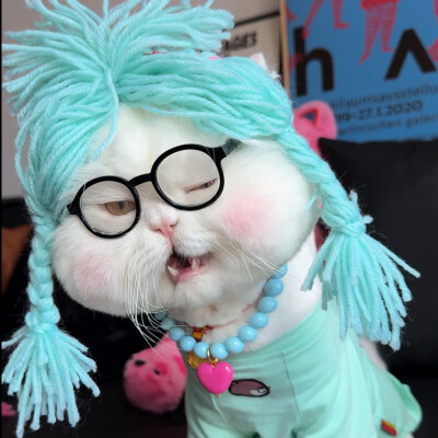 猫咪头像