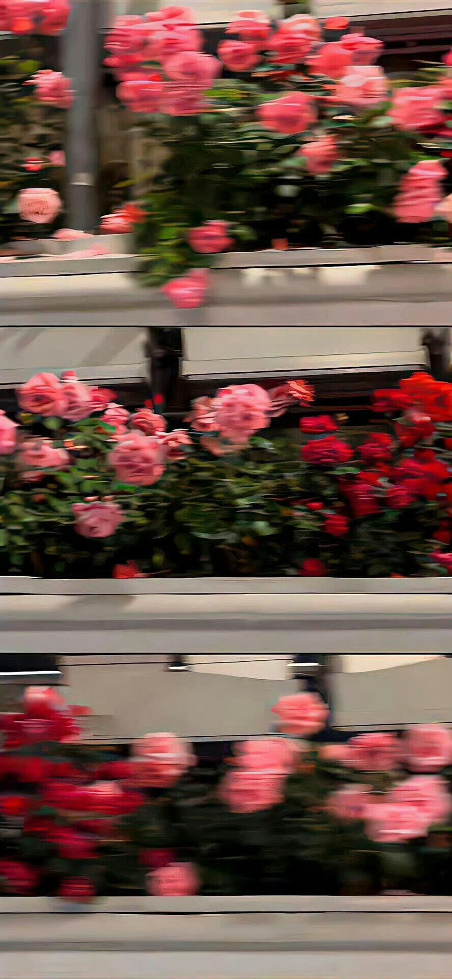 关于花的氛围感壁纸 .ᐟ.ᐟ
#小清新壁纸#