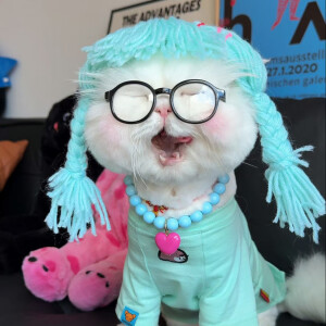 猫咪头像