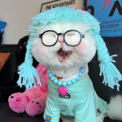 猫咪头像