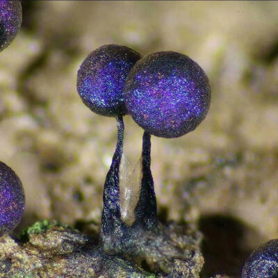 星辰大海·麝香风铃草Lamproderma