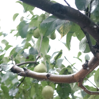 给你暑假好不好