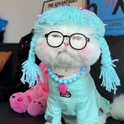 猫咪头像