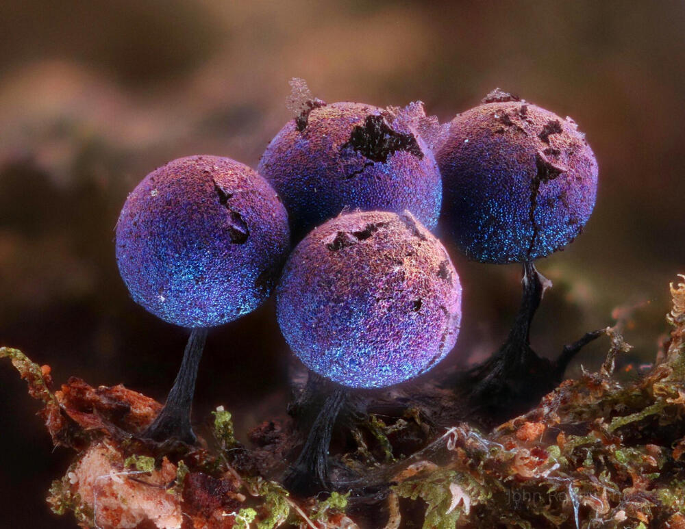 星辰大海·麝香风铃草Lamproderma