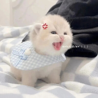 情头