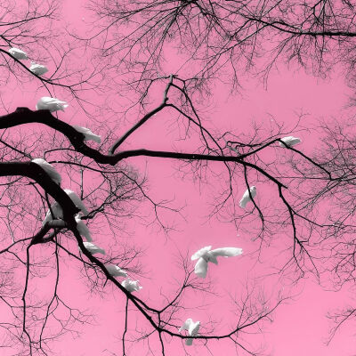 
^Long pavilion flute…雪落梅枝