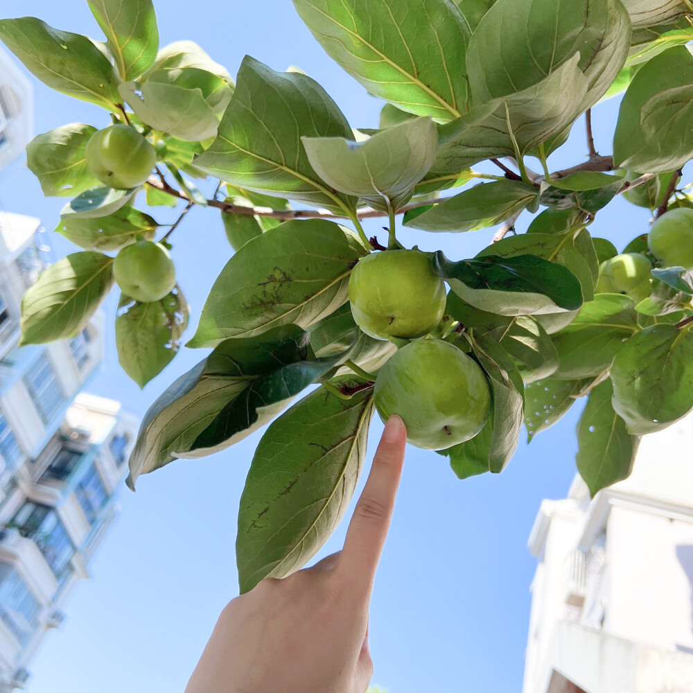 当你汉堡的时候，薯条也就会如期而至。生命的土豆泥不在于蔬荟汤，而是可乐和原味鸡。只有静候真正的鸡米花的那一天到来，鸡块，也就巧克力圣代了。