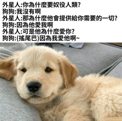我爱他阿