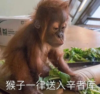 表情包