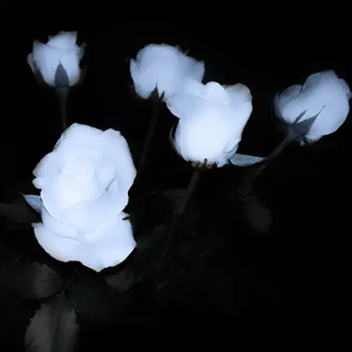 伪赤潮宝宝送滴！超级好看的蓝调