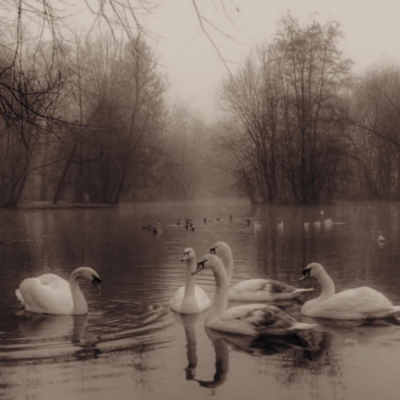 我该如何擦拭你的伤疤