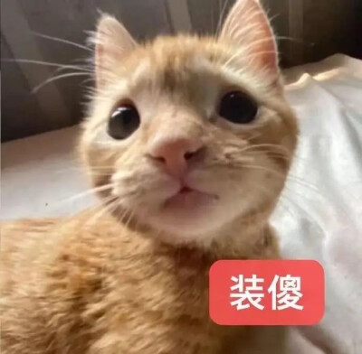 抽象表情包