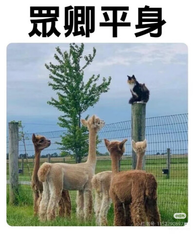 我是不会放弃收集这种图片的