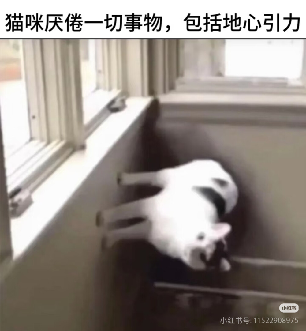 我是不会放弃收集这种图片的
