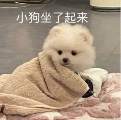 表情包